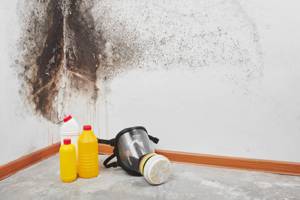 Best Professional Mold Removal  in West Hattiesburg, MS