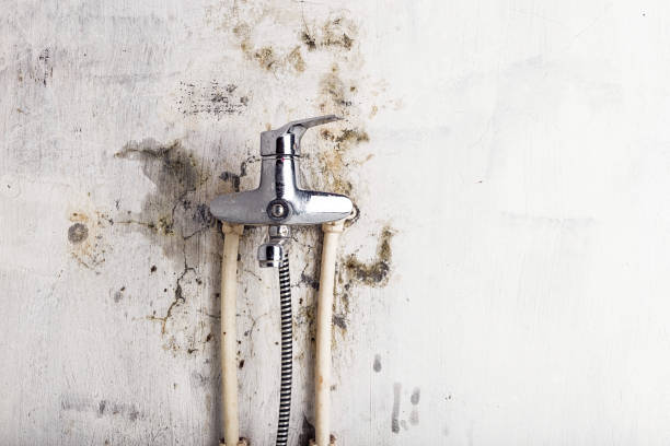 Best Home Mold Removal  in West Hattiesburg, MS