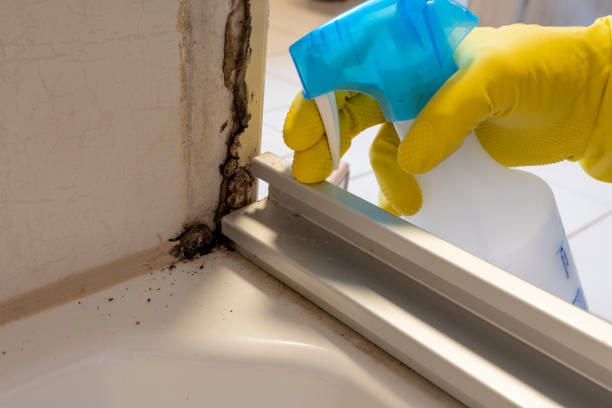 Best Affordable Mold Removal  in West Hattiesburg, MS