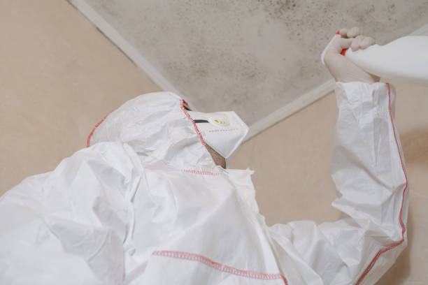 Professional Mold Removal in West Hattiesburg, MS