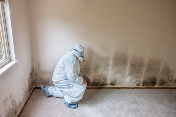 Best Certified Mold Removal  in West Hattiesburg, MS